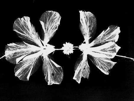 The Bad Environmentalist