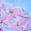 Thumbnail: Cherry Blossoms