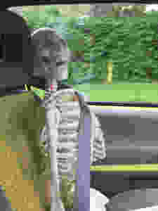 Skeleton in the car with a seatbelt on .