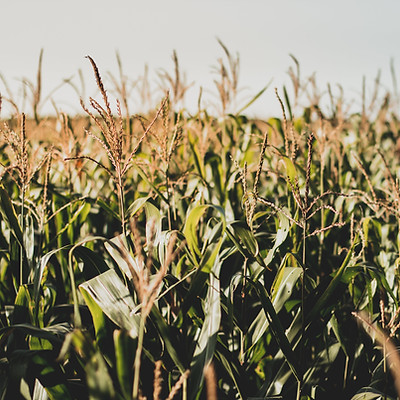 Corn field