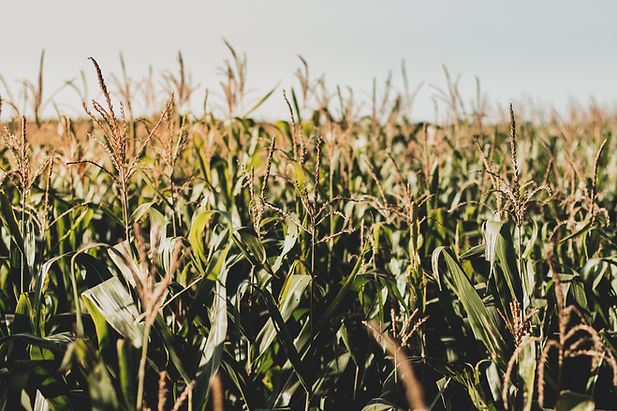 Corn field 2018.jpg