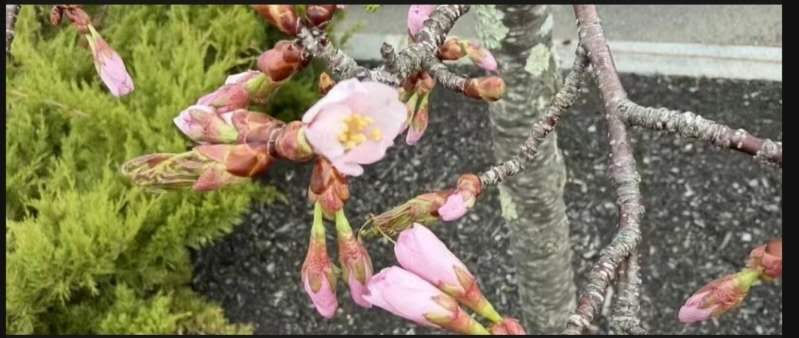 止觀治療自我顛倒見