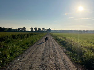 Tierheilpraktik - eine unverzichtbare Ergänzung zur Schulmedizin