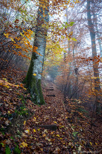 DSC05254.jpg