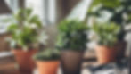 Potted Plants on an office desk.jpg