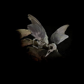 CompagnieYôkaï_oiseau squelette_Animaginarium.jpeg