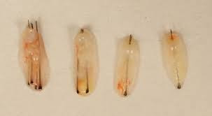 grafts-image