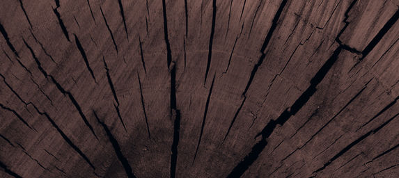 Tree Trunk