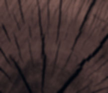 Tree Trunk