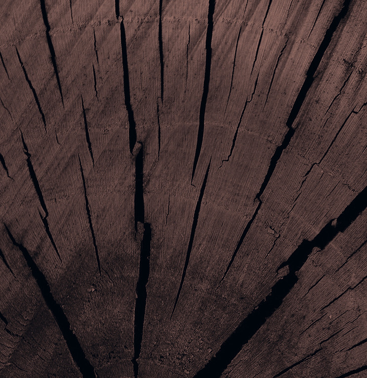 Tree Trunk