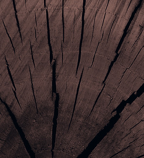Tree Trunk