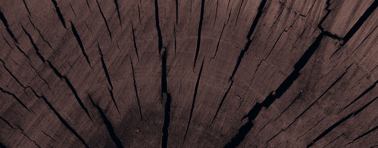 Tree Trunk