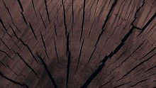 Tree Trunk