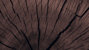 Tree Trunk