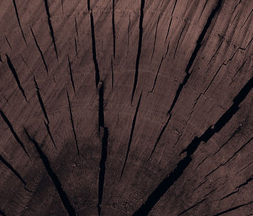 Tree Trunk