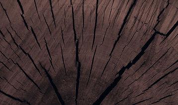 Tree Trunk