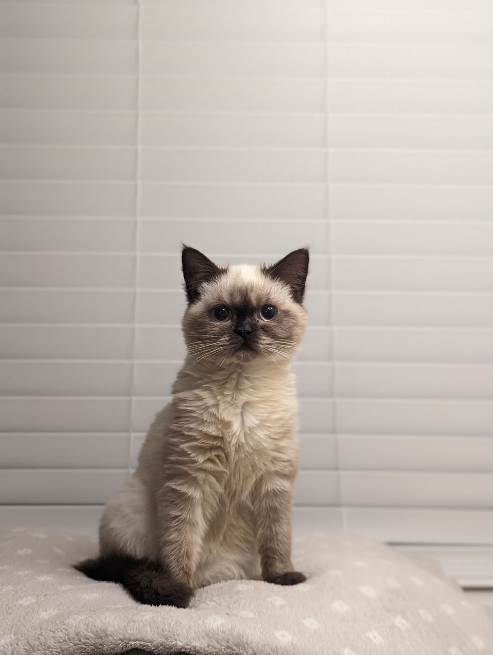 Lucy