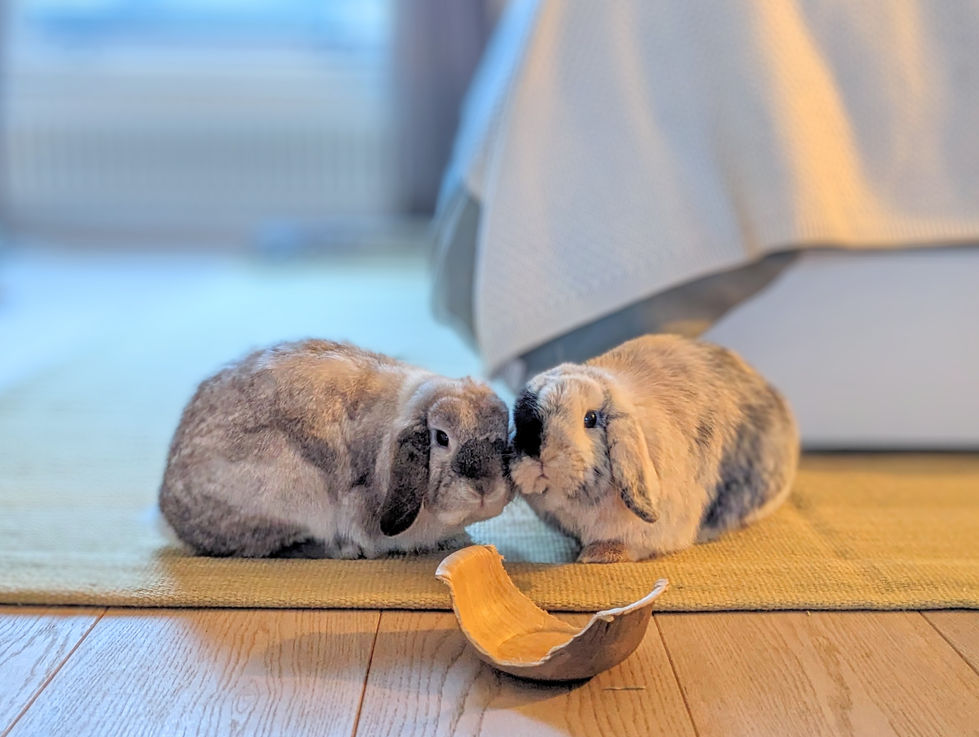 Bun Bun in Ams
