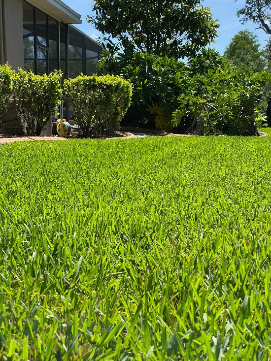 Thumbnail: St. Augustine Floratam