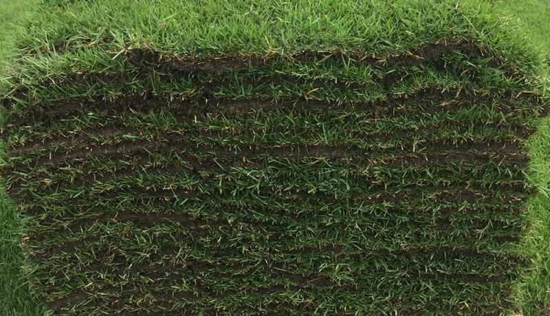 Empire Zoysia Pallet | Sod-X Inc
