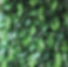 Rainforest Flower Wall Hire Cheshire