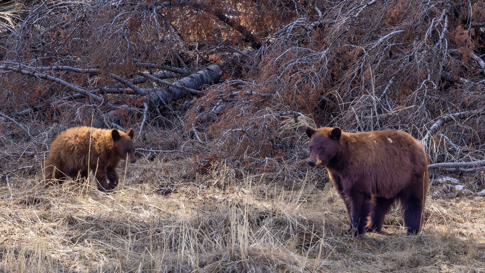 Ours noir cannelle - Mère et Enfant