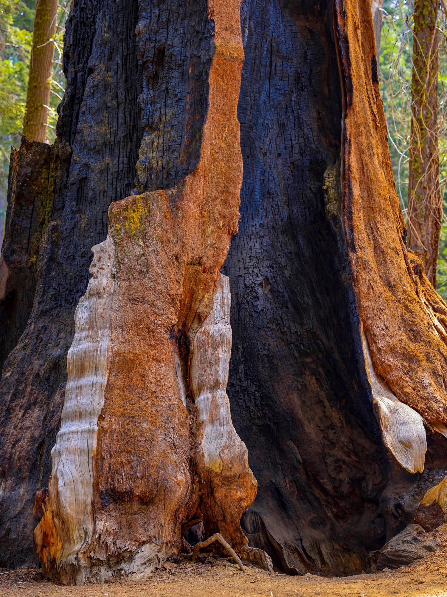 Séquoia - Vie et Mort
