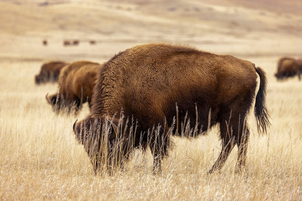 Bisons d'Amérique