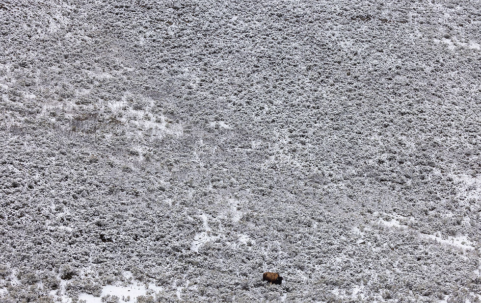 Bison seul dans la montagne enneigée