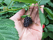 edible acres pic.jpeg
