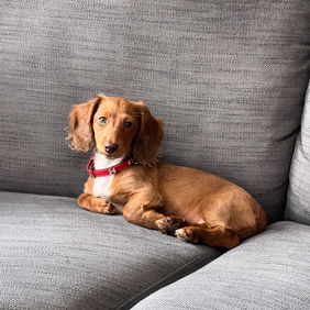 Dogs in line 121 training Sussex