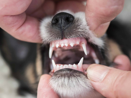 The guide to puppy to: Understanding the Teething Process in Puppies