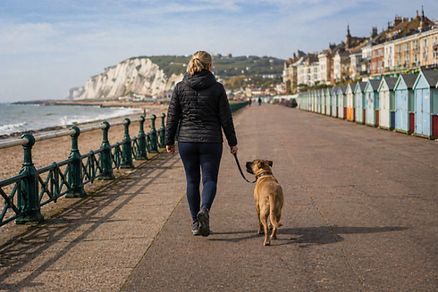 dogs in line beach walk .png