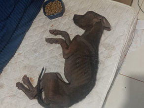 Mulher é presa após cadela ser encontrada em condições severas de abandono