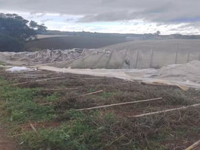 Temporal com ventos de até 80 km/h destrói estufa de tomates e derruba árvores no interior de SP