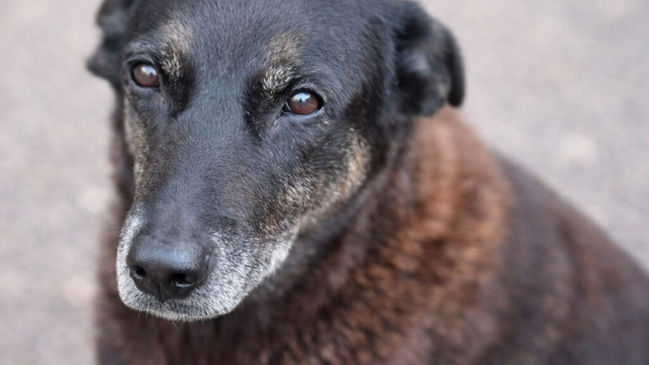 Multas por maus-tratos a animais aumentam e podem chegar a R$ 1 milhão