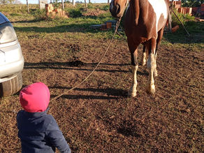 Cavalo de criança autista é encontrado em Porangaba após reportagem
