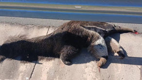 Tamanduá-bandeira morre após atropelamento na SP-147, em Bofete