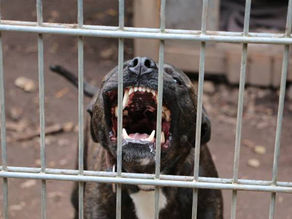 Homem é atacado por pitbulls ao tentar proteger mulher e bebê em Cesário Lange