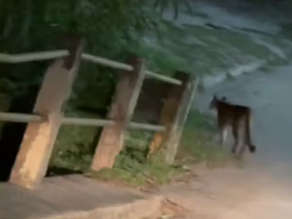 Filhote de onça-parda é flagrado caminhando pelo centro de Guareí e mobiliza equipes de resgate