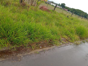 Moradores do Jardim Adonai pedem limpeza de terrenos e alertam para presença de animais peçonhentos