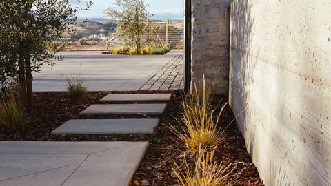 a concrete walkway with a few plants on the side