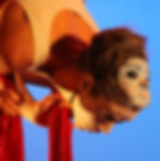 Franni hanging from a silk, head pointing down