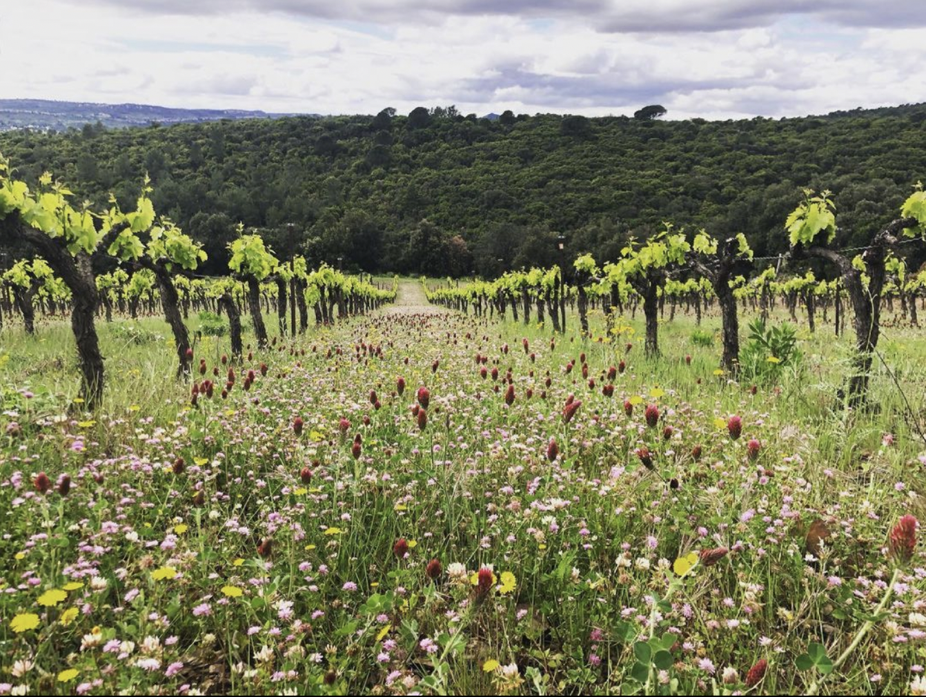 vinbioaopsaintchinianlanguedoc.webp