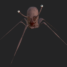Head Spider