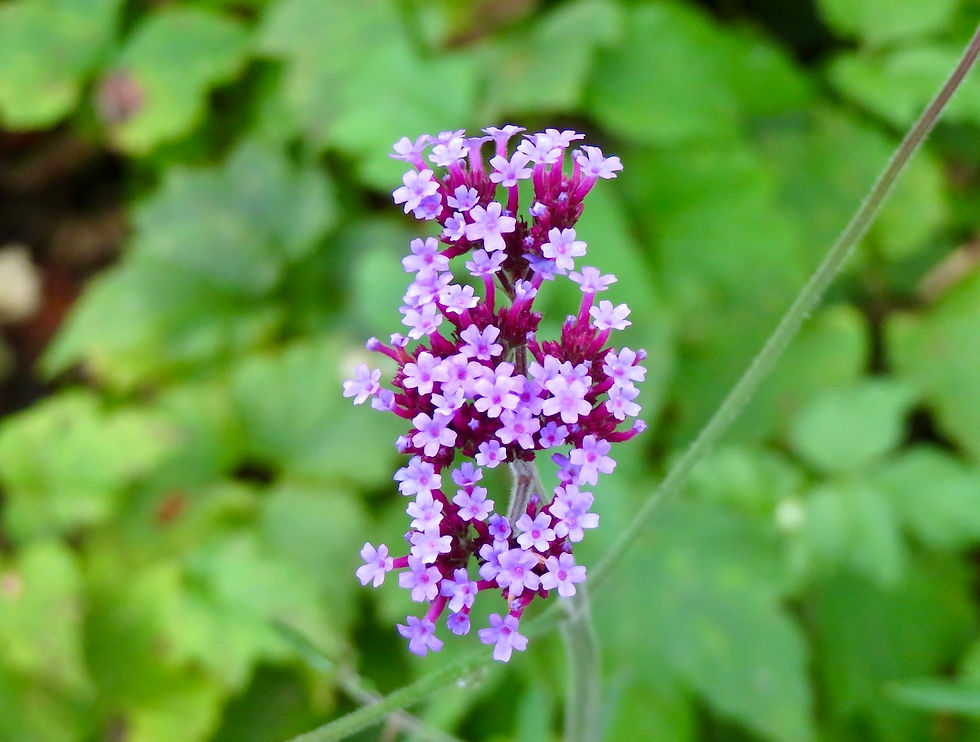 Vervain (Verbena)