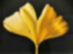 A ginkgo leaf drawn by an artist (Denise Ramsay)