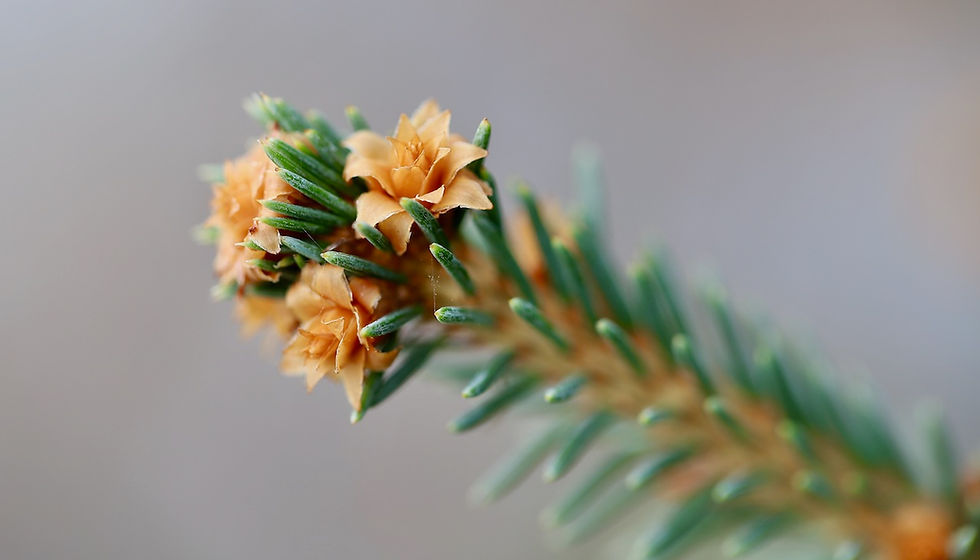 Sitka spruce (Image by Annette Meyer from Pixabay)