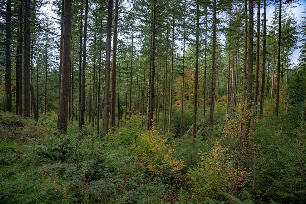 Grizedale Forest (Jonny Gios on Unsplash)