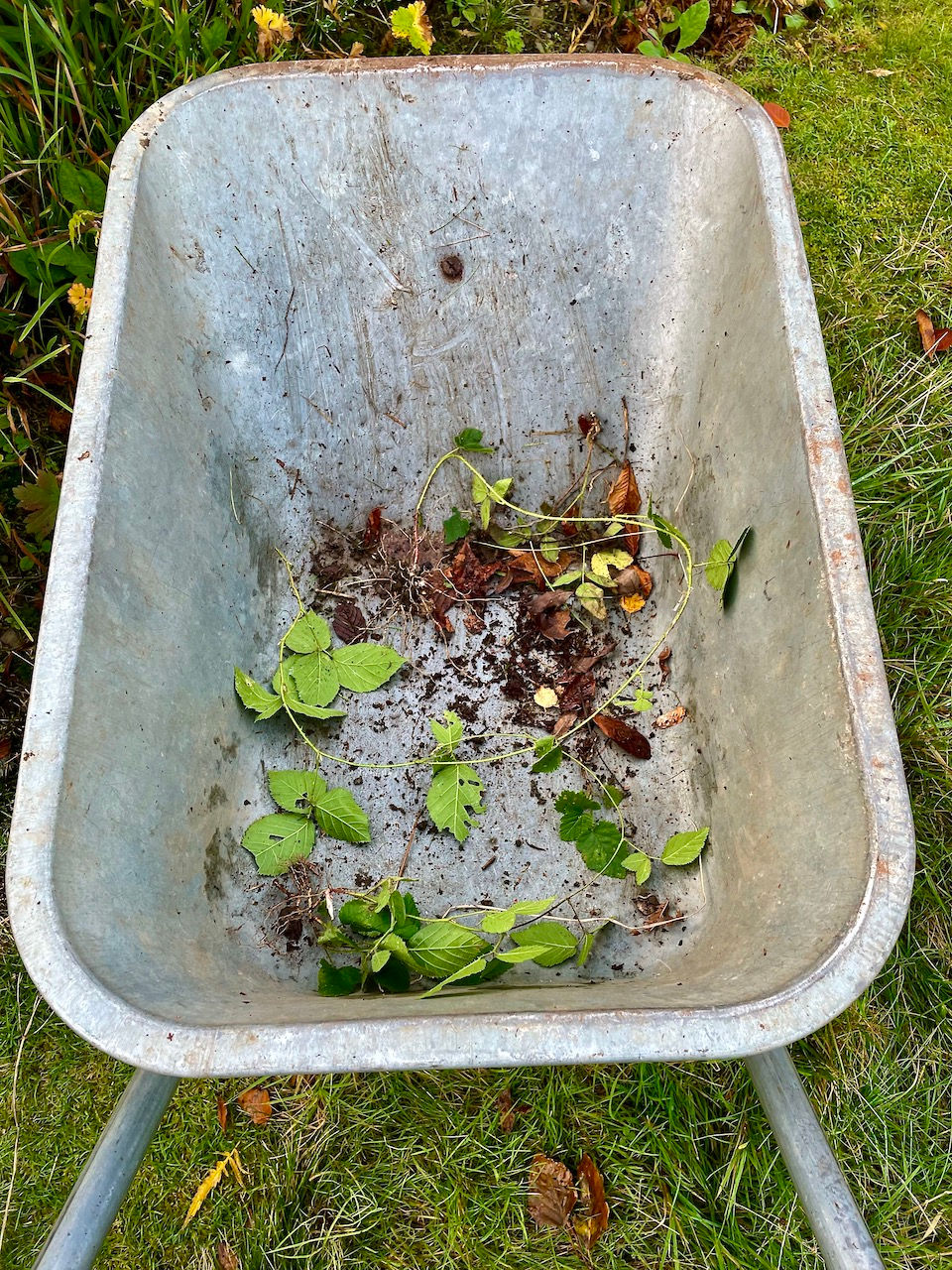 Bramble en route for transplanting